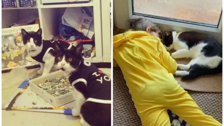 When the Woman Awakens, She finds An Unusual Cat Carelessly Curled Up On Her Bed