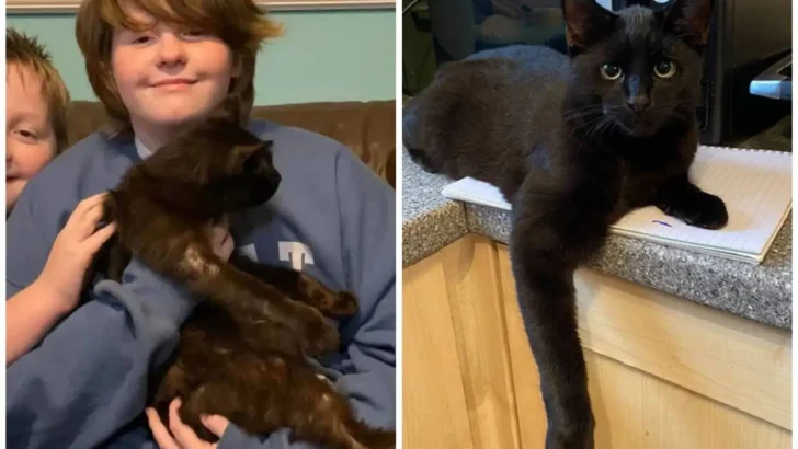 After 8 Months Missing, a Cat Was Reunited With His Mother Over the Phone When She Recognized His Meow