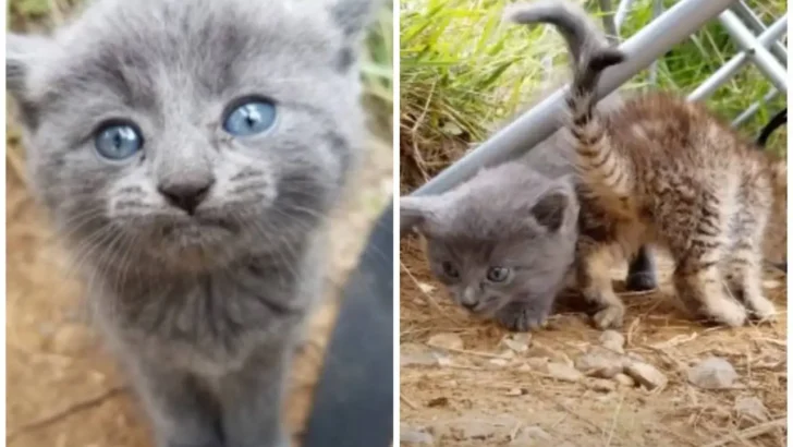 Man Found Kittens While Fishing & they Was Stole His Heart