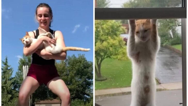 A Stray Cat Discovered a Hilarious Method to Get Adopted