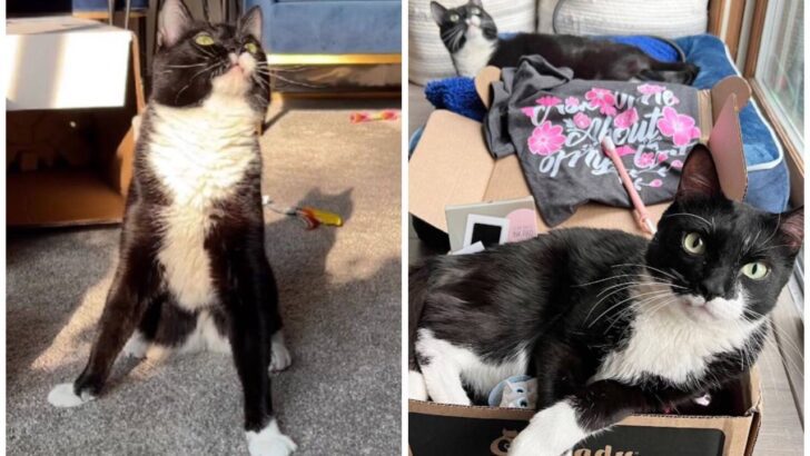 Meet the Wobbly Tuxie Trio: They’ll Steal Your Heart with Their Wiggles!