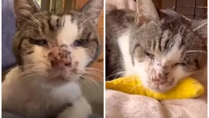 An Elderly Stray Cat Discovered in a Trash Can Eventually Finds Love and Has His Last Wish Granted