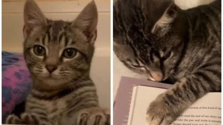 Texas Family Melts Hearts with Viral TikTok of Rescued Kitten, “Spinach”