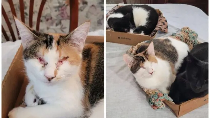 The Rescue Story of Four Blind Kittens Who Found Their Happily Ever After