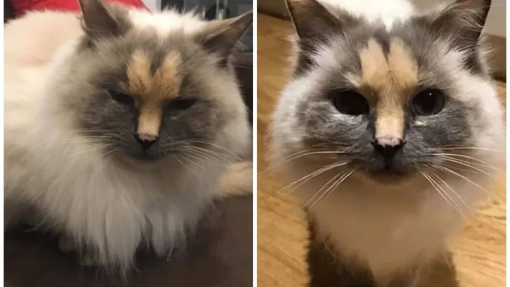 This Cat’s Unfortunate Facial Markings Made No One Want to Adopt Her