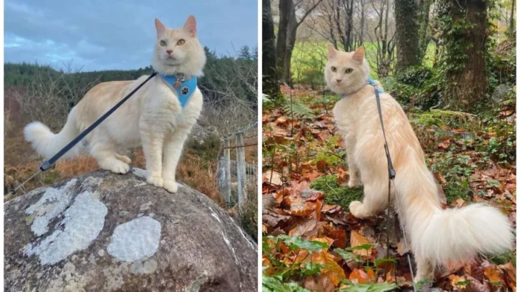 Casper the Adventurous Hiking Cat Who Loves the Great Outdoors