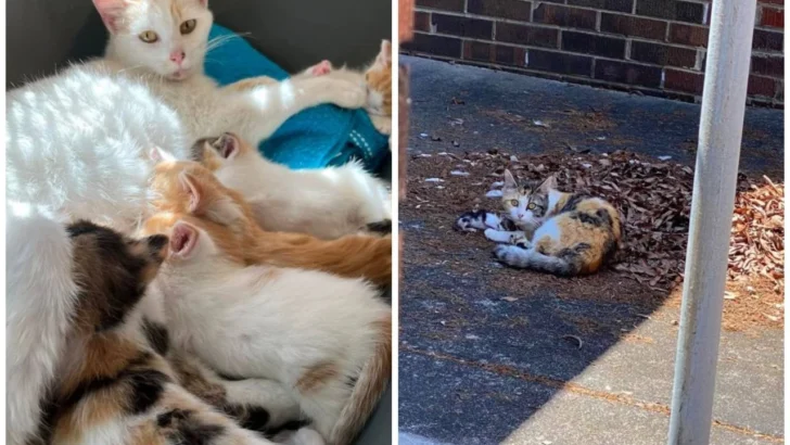 Hero Cat Leads Rescuer to Adorable Kitten Surprise!