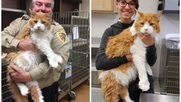 Giant Maine Coon Cat Finds Forever Home After Viral Fame