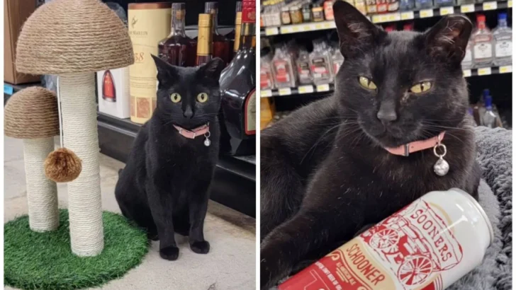 Meet Betty, the Black Cat Who Became a Liquor Store Owner (and Wine Connoisseur!)