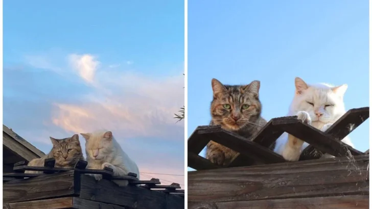 From Streets to Soulmates The Inspiring Journey of Two Feral Cats Finding Love