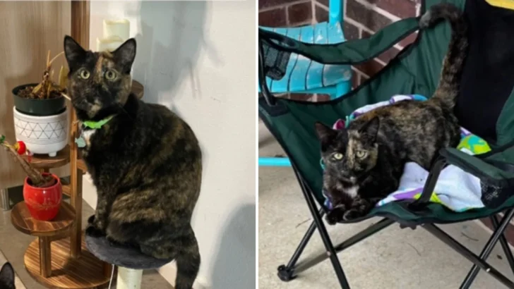 Cat Mom Figures Out Why Her Tortie Missed Meal—And You Won’t Believe What It Did!