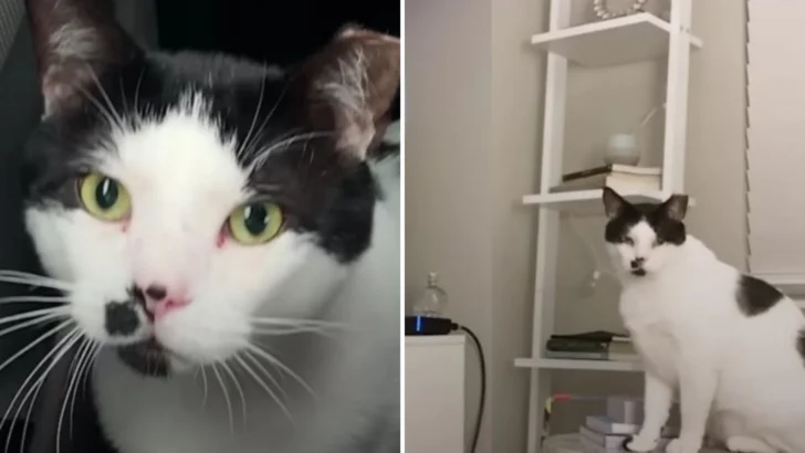 A Stray Cat is Taken in and Begins to Copy Everything His Feline Brother Does