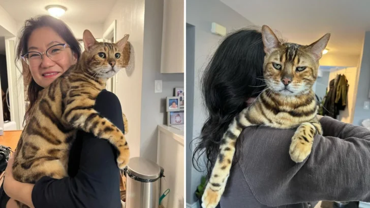 Angry Bengal Cat Finds Solace and Happiness in a Caring Home