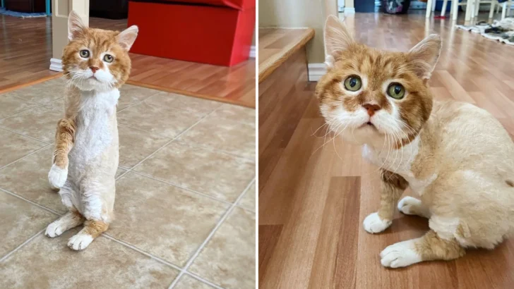 A Stray Cat With Three Legs That Spent Nine Winters Outside Now Has His Own Fireplace