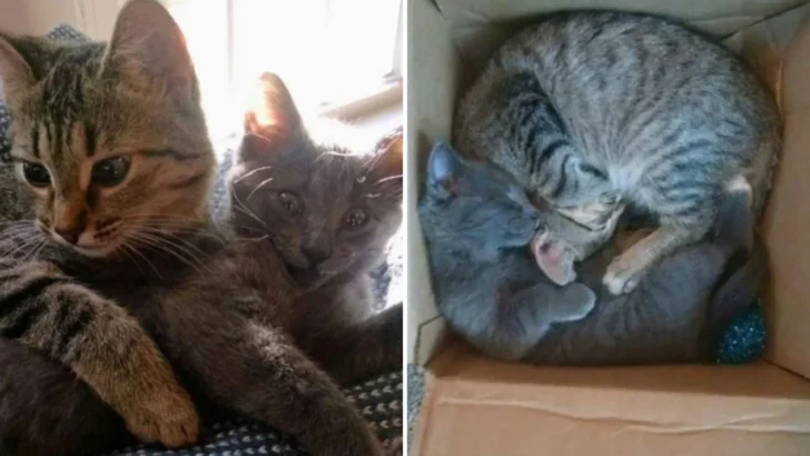 A Person Finds a Tiny Kitten Behind a Shed and Can’t See the Mother Cat