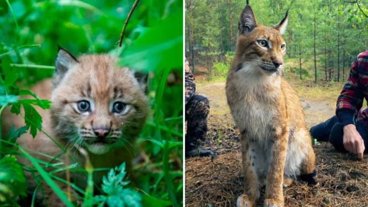 A Lynx Mom’s Second Chance: From Cage to Motherhood