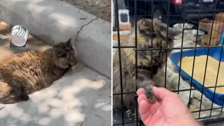 Starbucks Stray Cat’s Incredible Transformation: From Sickly to Spoiled!