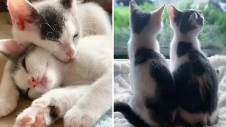 Two Tiny Kittens Who Clutched Onto Each Other Found Their Happy Home!