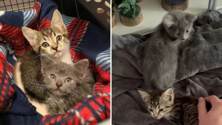 The Purrfect Rescue: How Two Little Kittens Found Love and a Second Chance