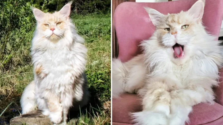 Lotus: The Maine Coon Cat Who Stole the Internet’s Heart (and Your Instagram Feed)