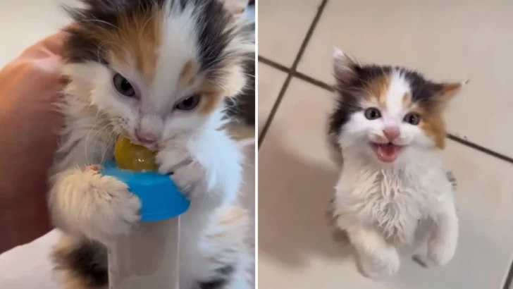 Hangry Kitten Unleashes Inner Beast Over Milk Bottle!