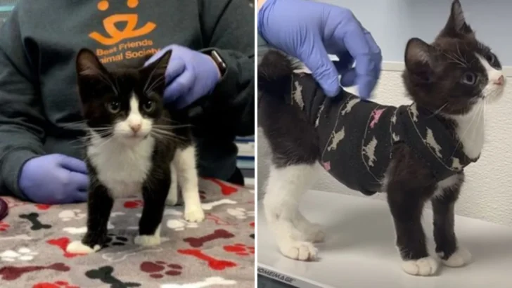 A Kitten Has to Have Emergency Open-Heart Surgery and ComesThrough it Like a Champ