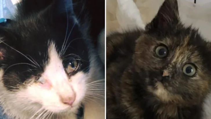 A Lucky Double Rescue: Kitten Found On Highway Joins Shelter Cat In Journey To Recovery!