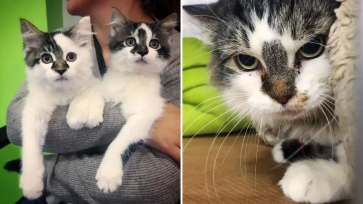 When a Woman Saves a Scared Stray Cat, She Gets Some Wonderful News That Will Warm Her Heart