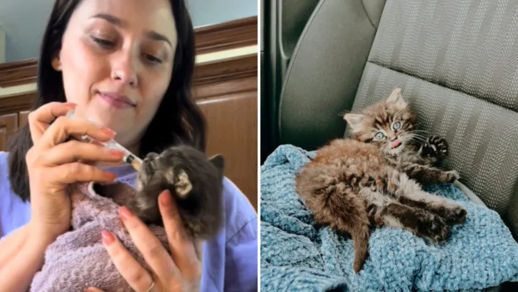 Missouri Woman Adopts Stray Kitten After Finding Him By the Side of the Road