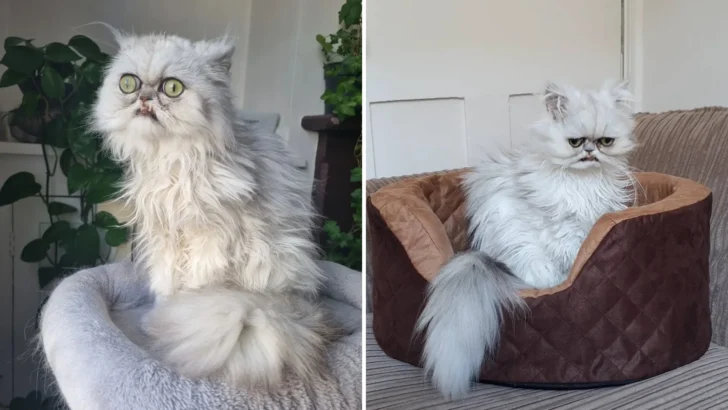 The Strange Way This Cat Looks Isn’t Something You See Every Day