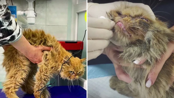 The Grumpiest Cat’s Amazing Rescue and Reunion