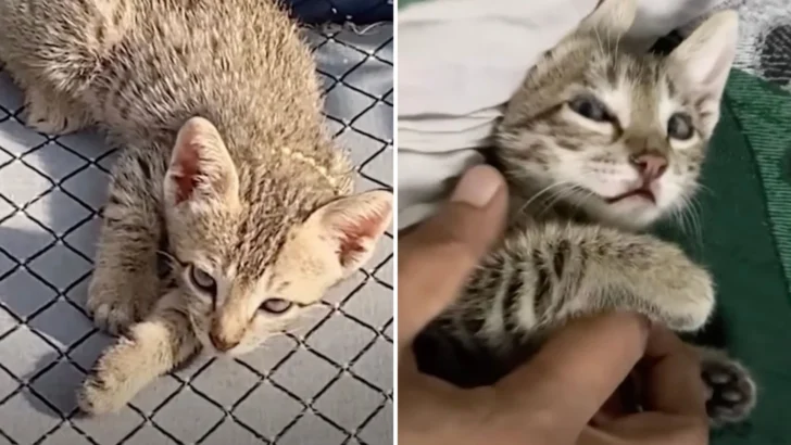 A Grandpa’s Heart Healed: A Stray Kitten Fills the Void Left by a Beloved Cat