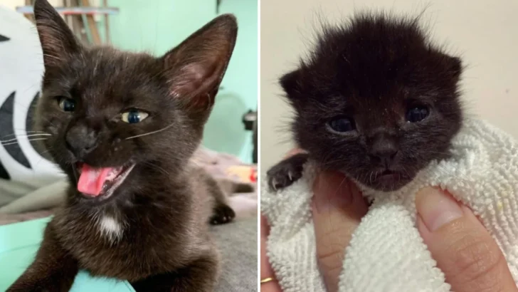 Wobbly Kitten Storms into Rescuer’s Heart, Finds Fur-ever Home!