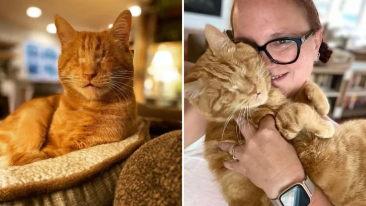 Blind Cat Rudy Proves Love and Adventure Have No Limits!