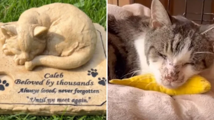 Trash Can Cat’s Unbelievable Transformation: A Tale of Love, Hope, and a Final Wish