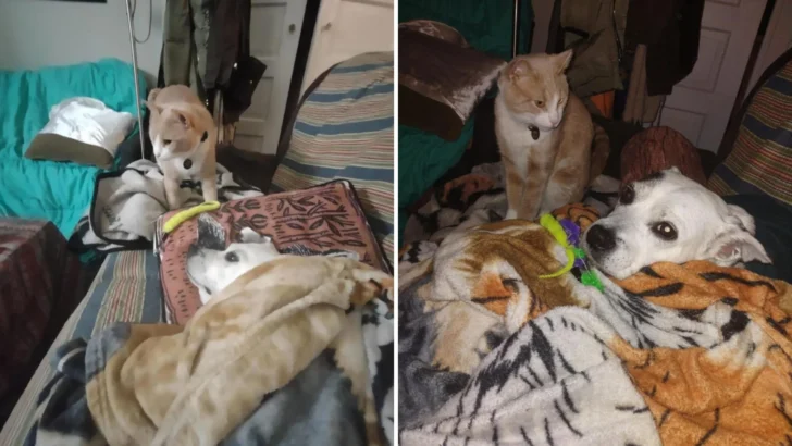 Cat Shows Love for Sick Dog Brother by Bringing Him His Favorite Toy Worms