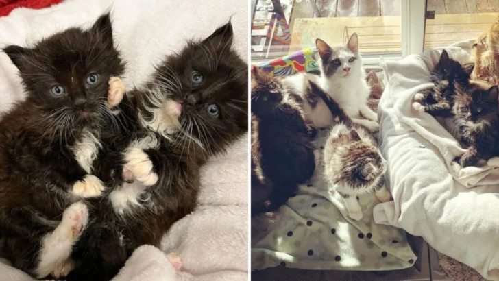 Four Tiny Kittens Find Hope in a Heart as Big as Portland