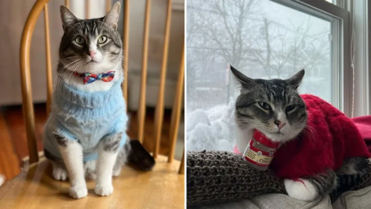 Winston Naughty Paws: The Cinnamon-Loving Cat in Cozy Sweaters