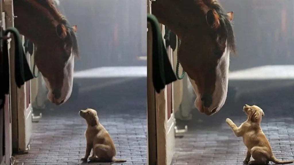 Big Horse, Little Dog, A Friendship That Time Can’t Break