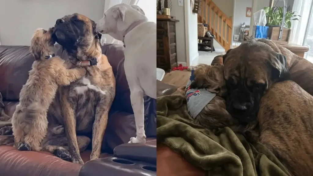 Abused Dog, Rex, From Fear to Furry Family: How Two Dogs Helped Heal Their Anxious Brother