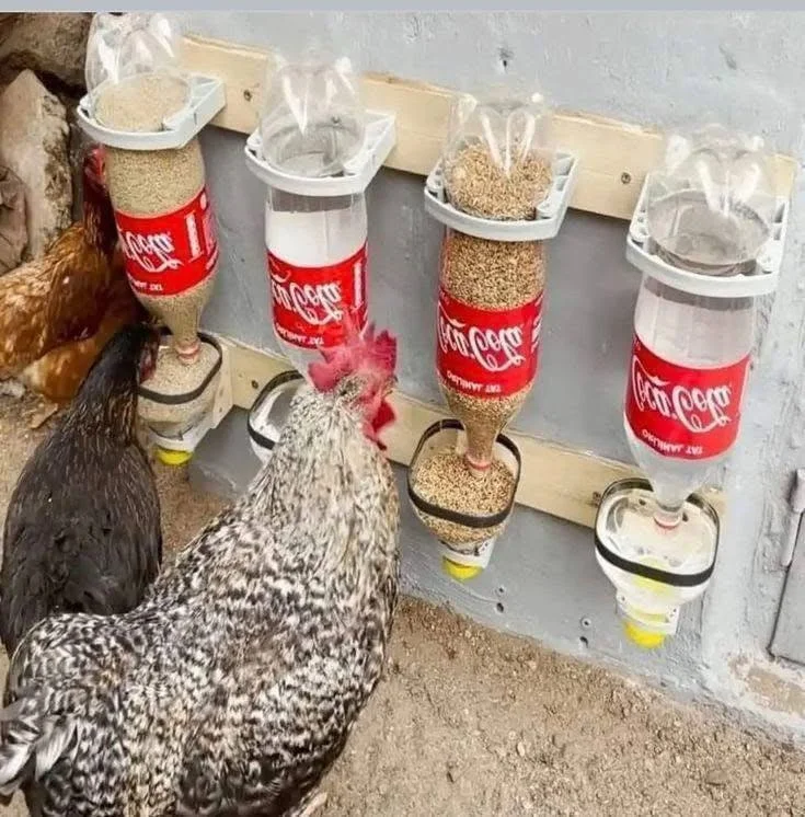 DIY chicken feeder made from recycled plastic bottles.