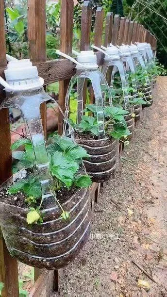 Vertical garden using recycled plastic bottles as planters.