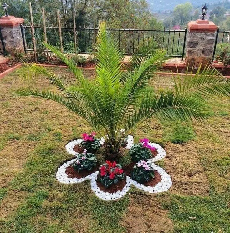 A small palm tree surrounded by a flower-shaped border of white river stones, with colorful flowers planted within the design.