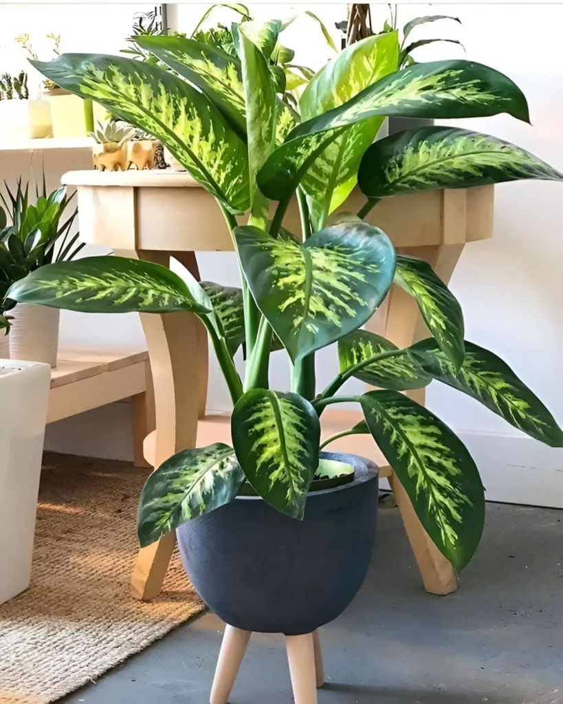 Large Dieffenbachia plant in a modern gray pot, showcasing vibrant green and yellow patterned leaves.