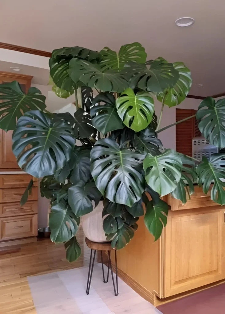 Large, mature Monstera deliciosa with characteristic split leaves, placed on a small stand in a home interior.