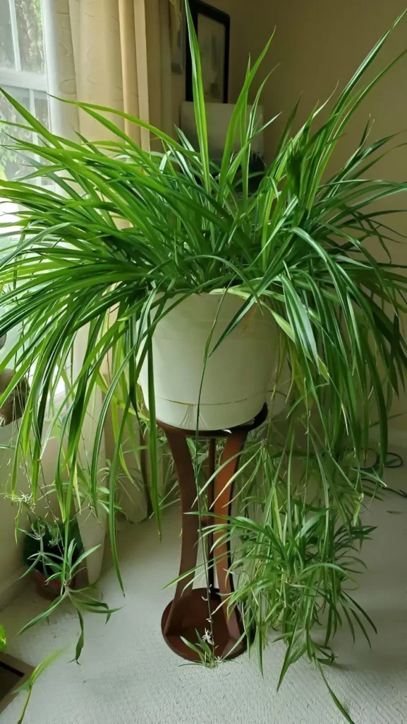 Mature spider plant in a white pot on a stand, showing long, arching leaves and numerous spiderettes.