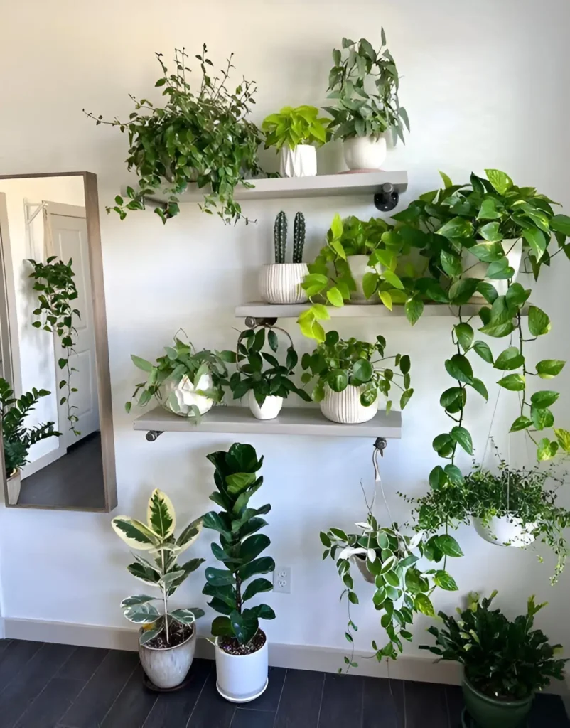 A wall with multiple shelves displaying a diverse collection of houseplants in various pots and hanging planters.