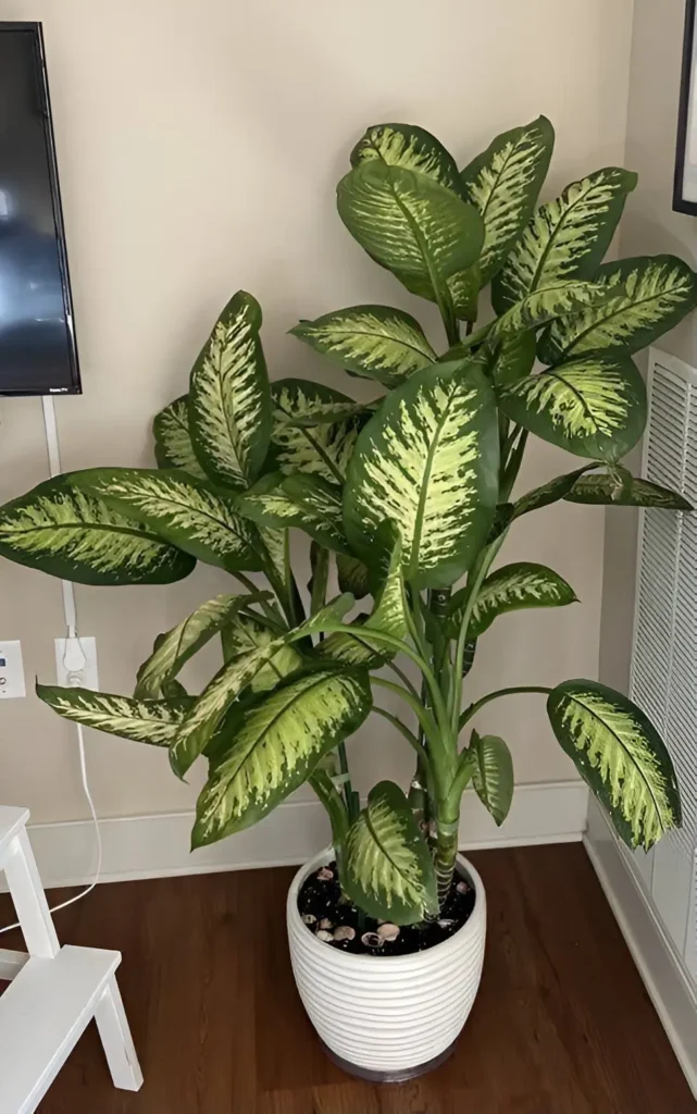 Large Dieffenbachia plant in a white pot, showcasing highly patterned leaves, used as a design element in a room.