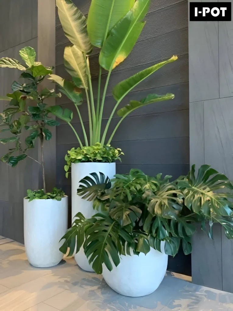 A grouping of tall indoor plants, including a Bird of Paradise and Monstera, in white modern planters, creating vertical interest.