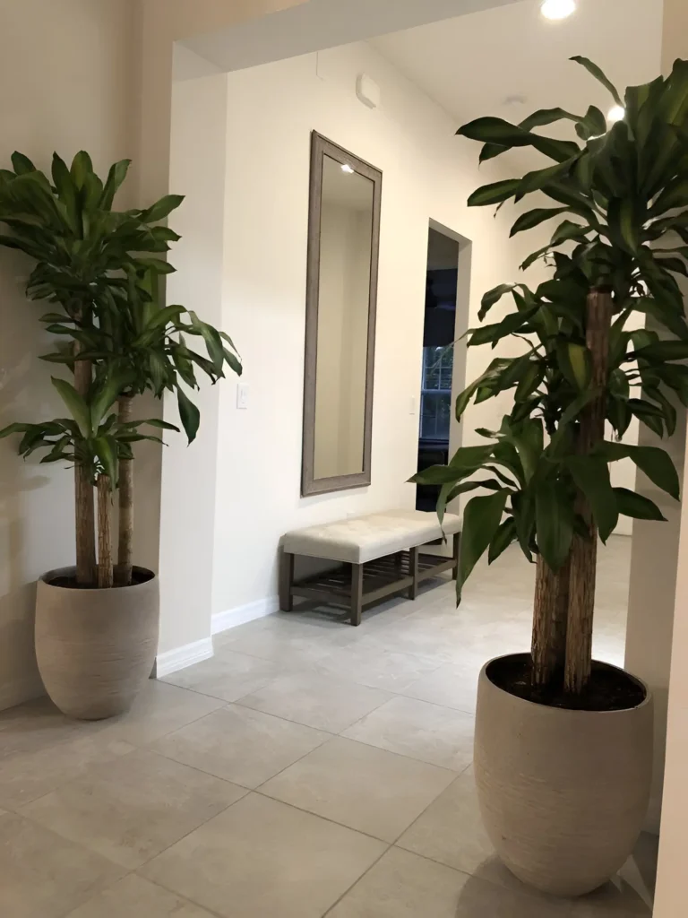 Two tall Dracaena fragrans plants in matching pots, positioned symmetrically on either side of a hallway.